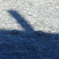 DSCF5260.JPG